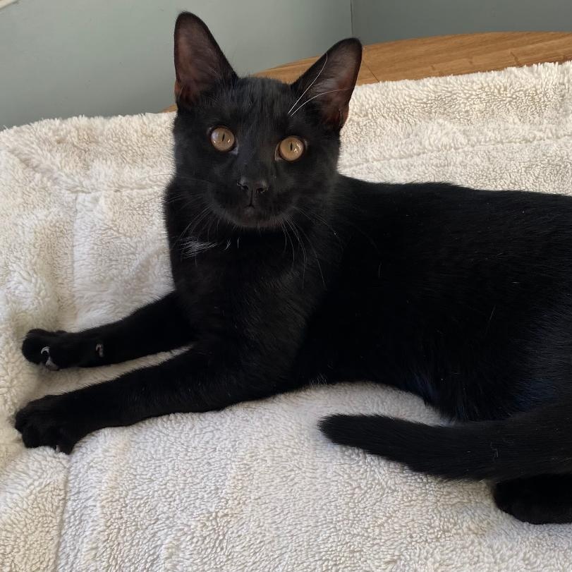 Enlarge Aaron, a ADOPTABLE Domestic Short Hair in Gastonia, NC image 5/6