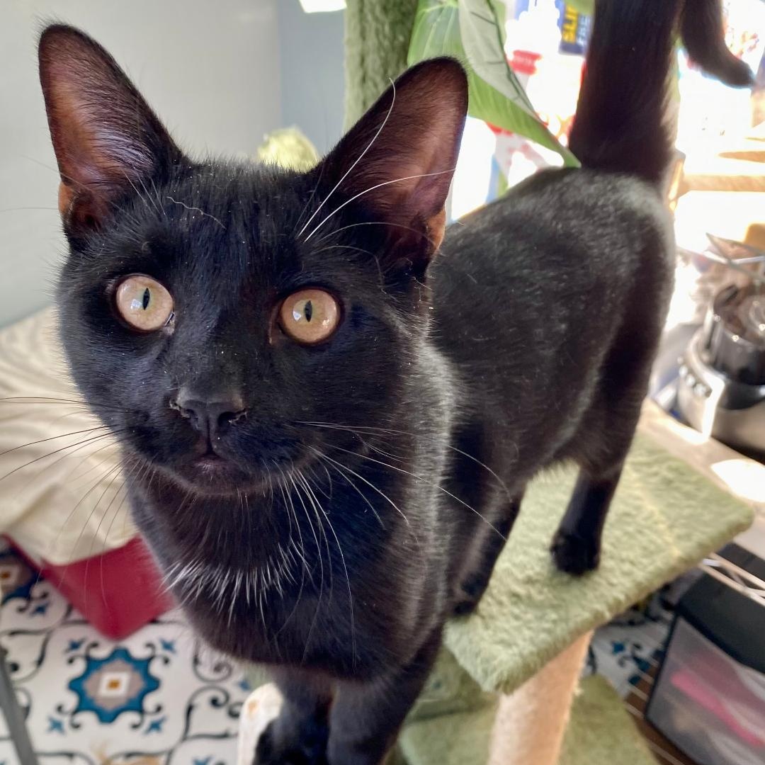 Enlarge Aaron, a ADOPTABLE Domestic Short Hair in Gastonia, NC image 4/6