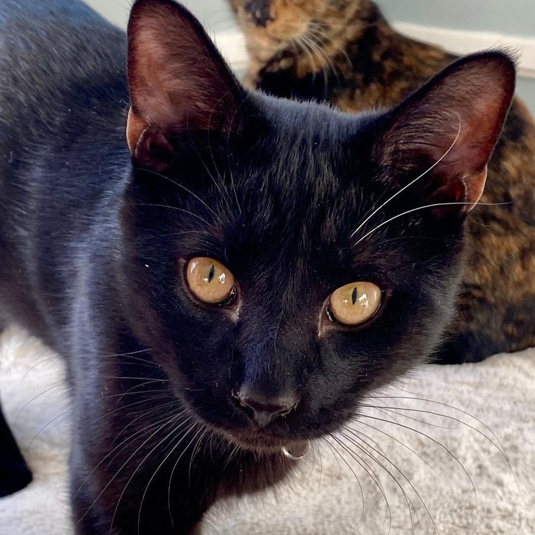 Aaron, ADOPTABLE, Kitten Male Domestic Short Hair.