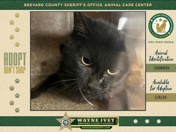 Enlarge Ruby, a Adoptable mixed breed in Melbourne, FL image 1/1