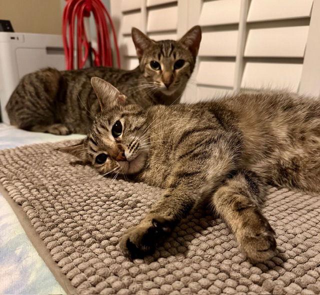 Enlarge Alexia and Chocolate Mochi (bonded pair), a Adoptable Domestic Short Hair in Wheaton, IL image 1/3