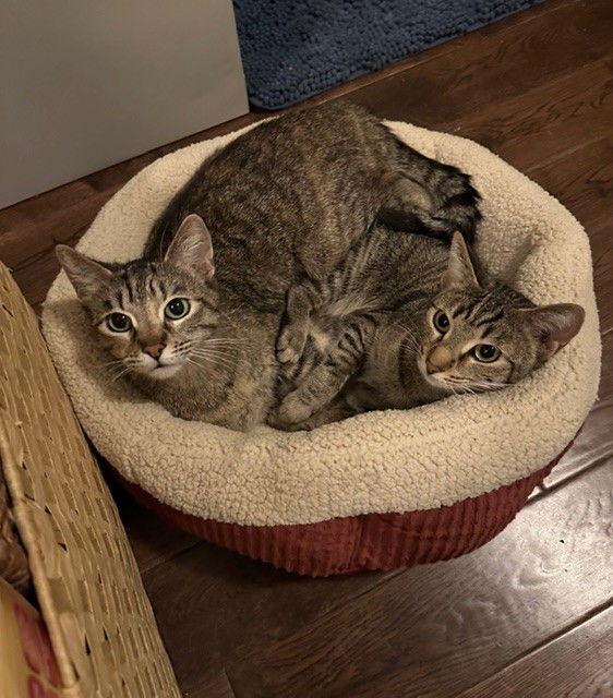 Enlarge Alexia and Chocolate Mochi (bonded pair), a Adoptable Domestic Short Hair in Wheaton, IL image 3/3