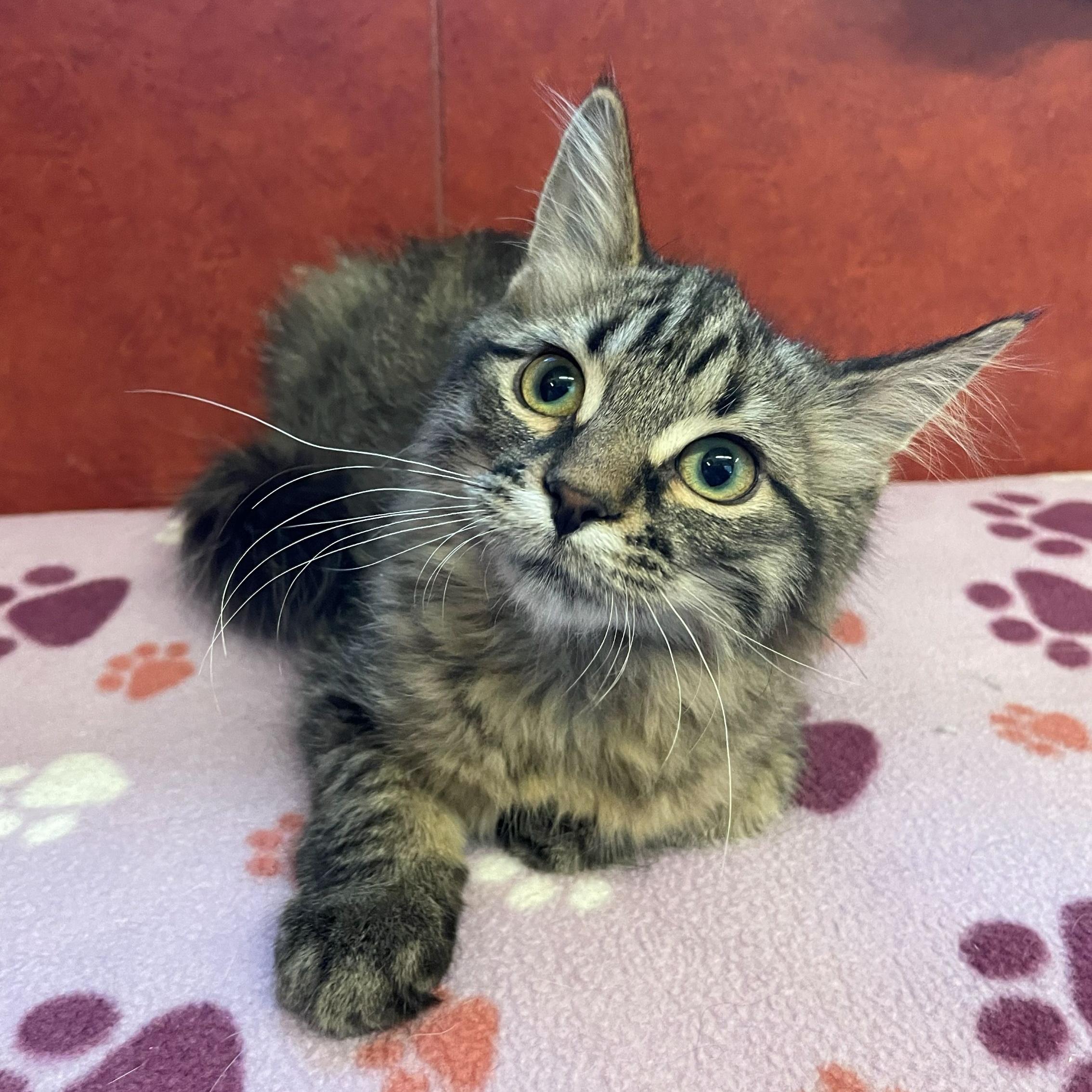 Enlarge Violet, an adopted Domestic Medium Hair in Rochester, MN image 1/2