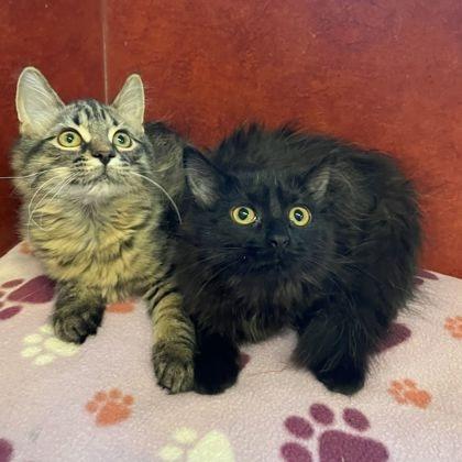 Enlarge Violet, an adopted Domestic Medium Hair in Rochester, MN image 2/2