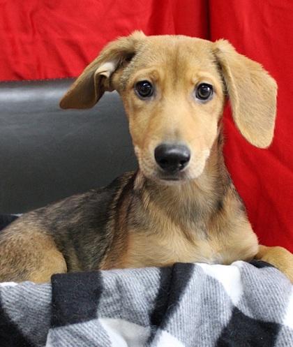 Daisy - I AM ON Mobile Adoption Unit, Adoptable, Puppy Female Hound & Mixed Breed.