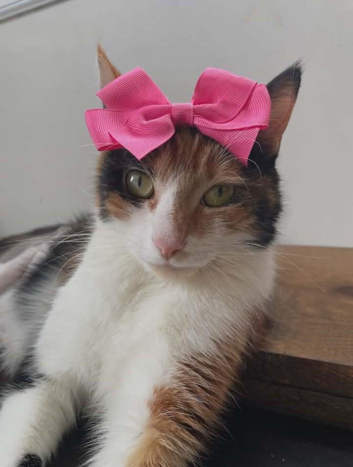 Stitch, a ADOPTABLE Domestic Short Hair in Springfield, PA image 3/5