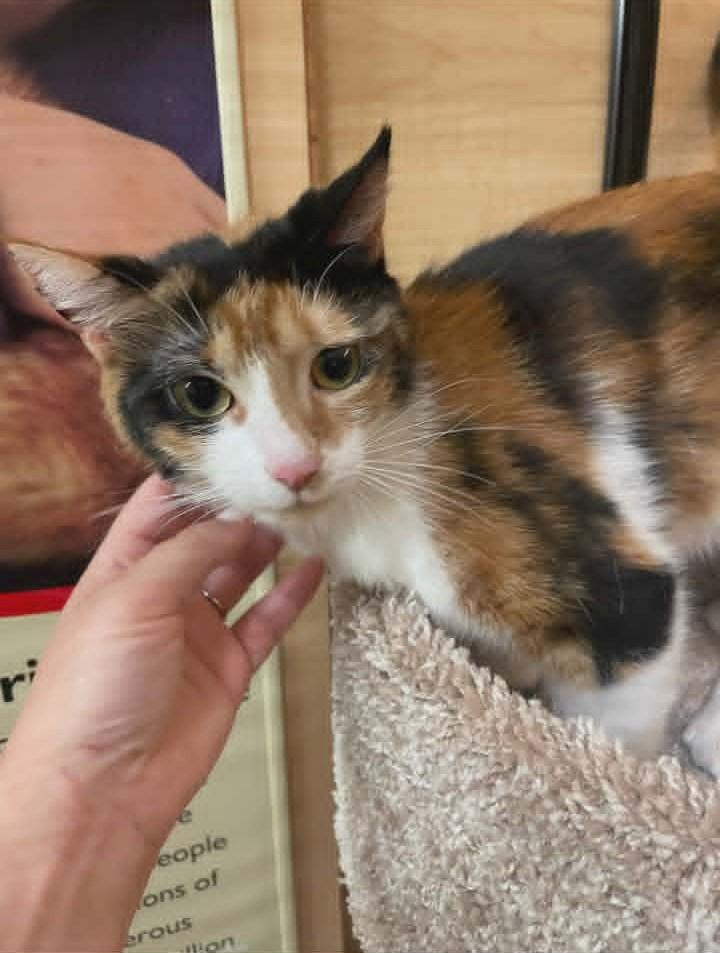 Stitch, a ADOPTABLE Domestic Short Hair in Springfield, PA image 4/5