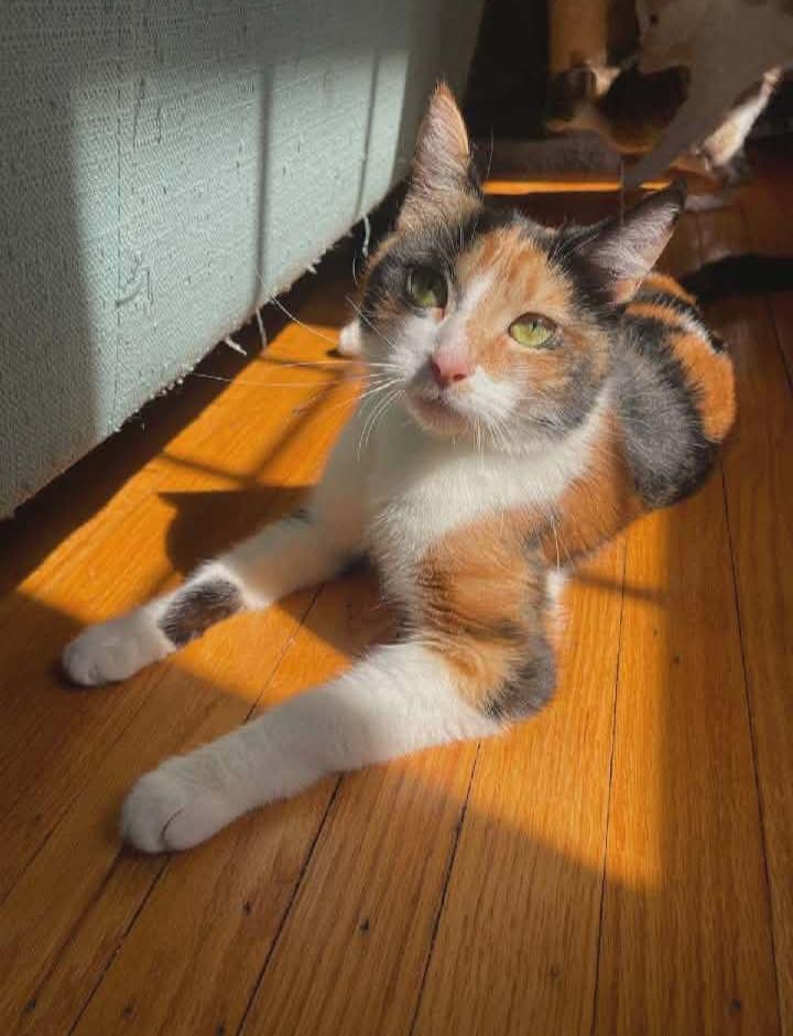 Stitch, a ADOPTABLE Domestic Short Hair in Springfield, PA image 1/5
