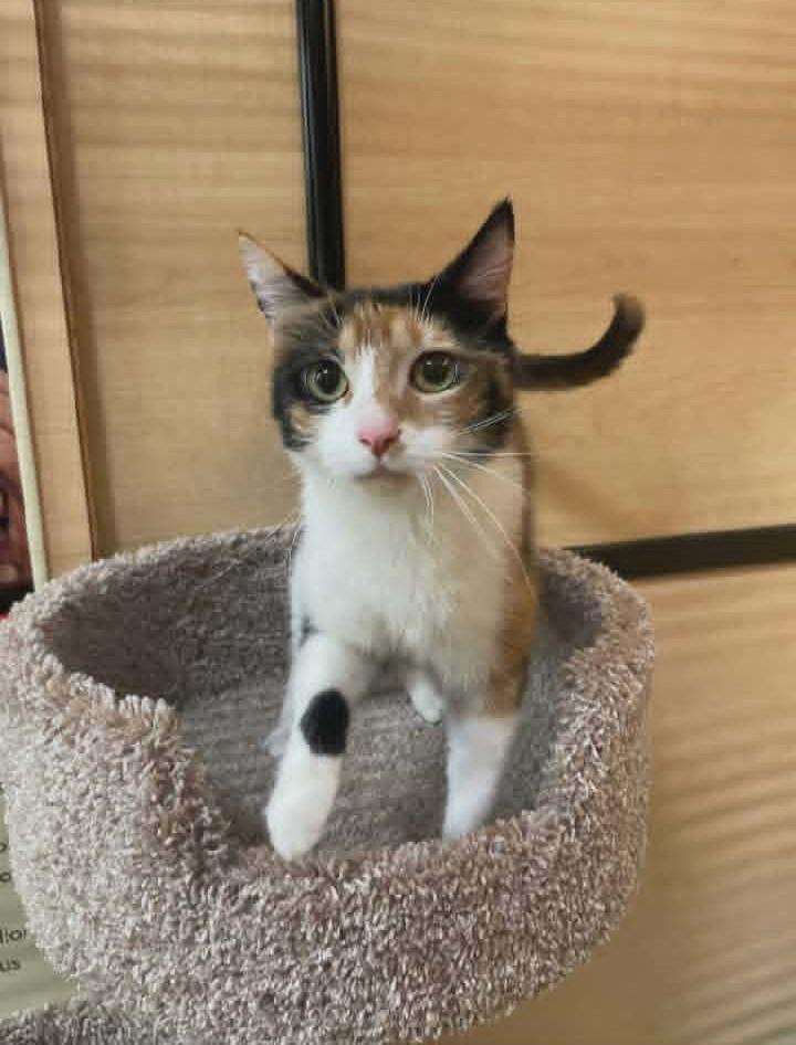 Stitch, a ADOPTABLE Domestic Short Hair in Springfield, PA image 5/5