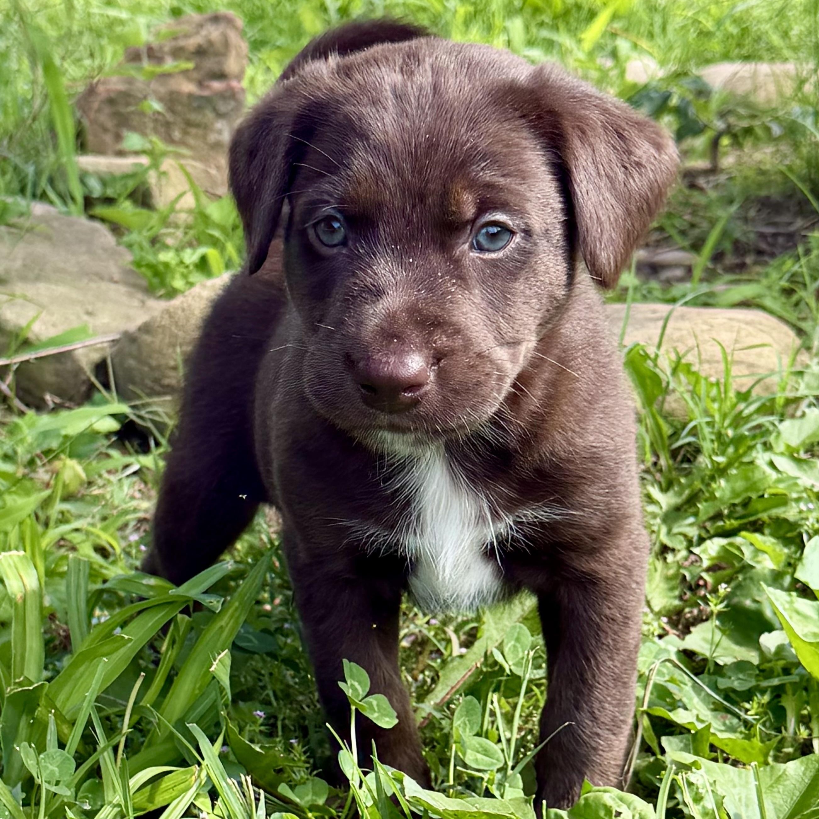 Marvin 'Mudd', adoptable, Puppy Male Labrador Retriever.