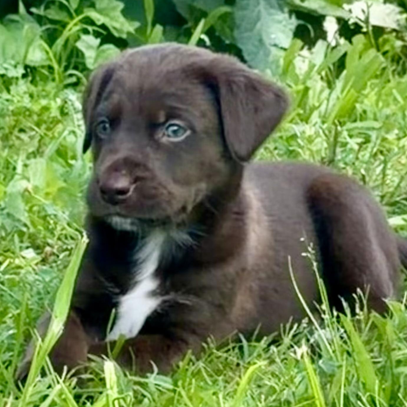 Marvin 'Mudd', an adoptable mixed breed in Thompson's Station, TN image 2/2