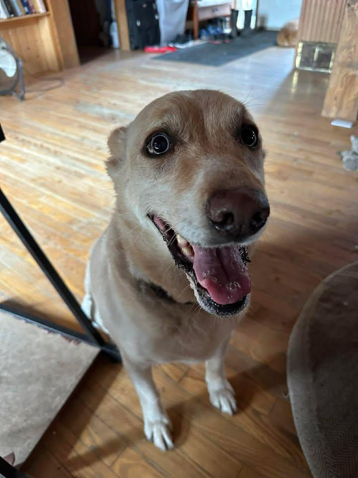 Enlarge Blue, a ADOPTABLE mixed breed in Winnipeg, MB image 1/4