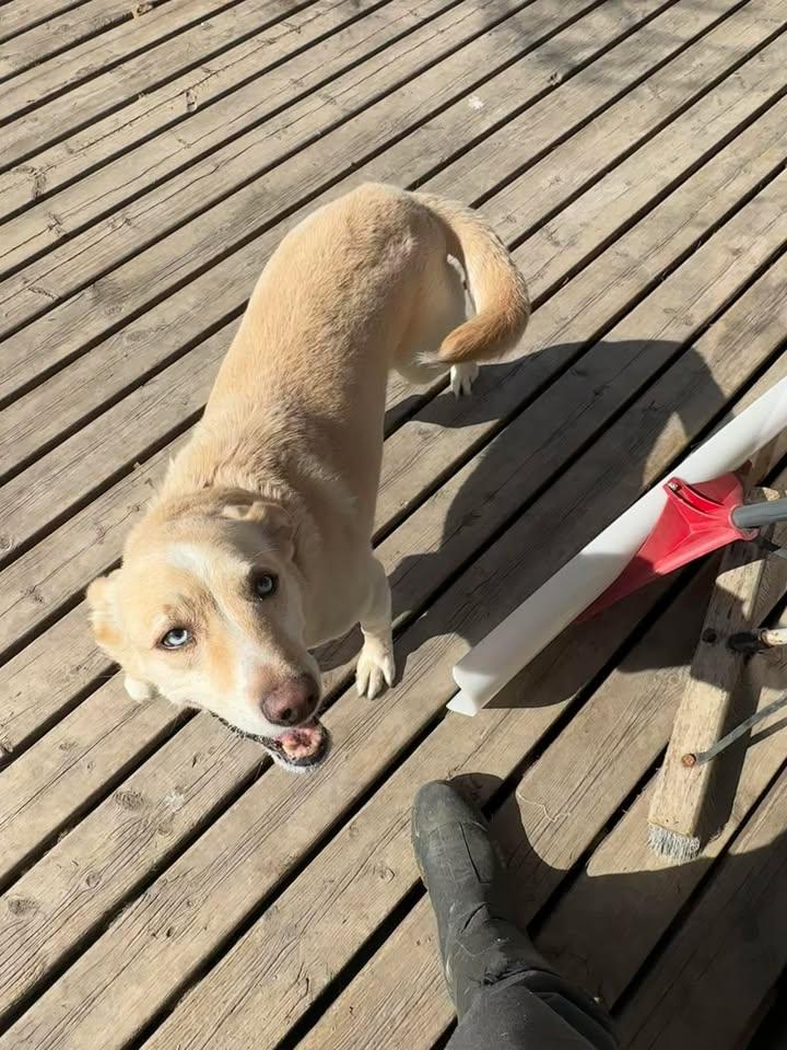 Enlarge Blue, a ADOPTABLE mixed breed in Winnipeg, MB image 2/4