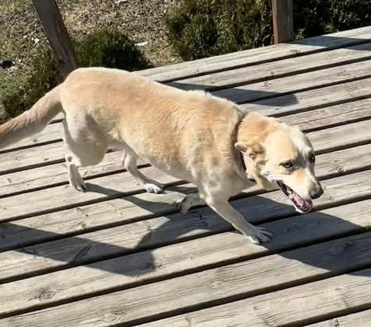 Enlarge Blue, a ADOPTABLE mixed breed in Winnipeg, MB image 3/4