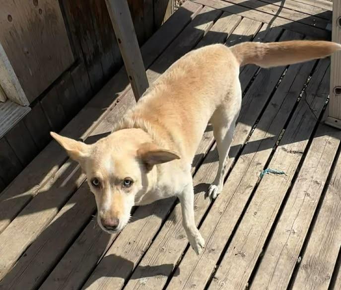 Enlarge Blue, a ADOPTABLE mixed breed in Winnipeg, MB image 4/4