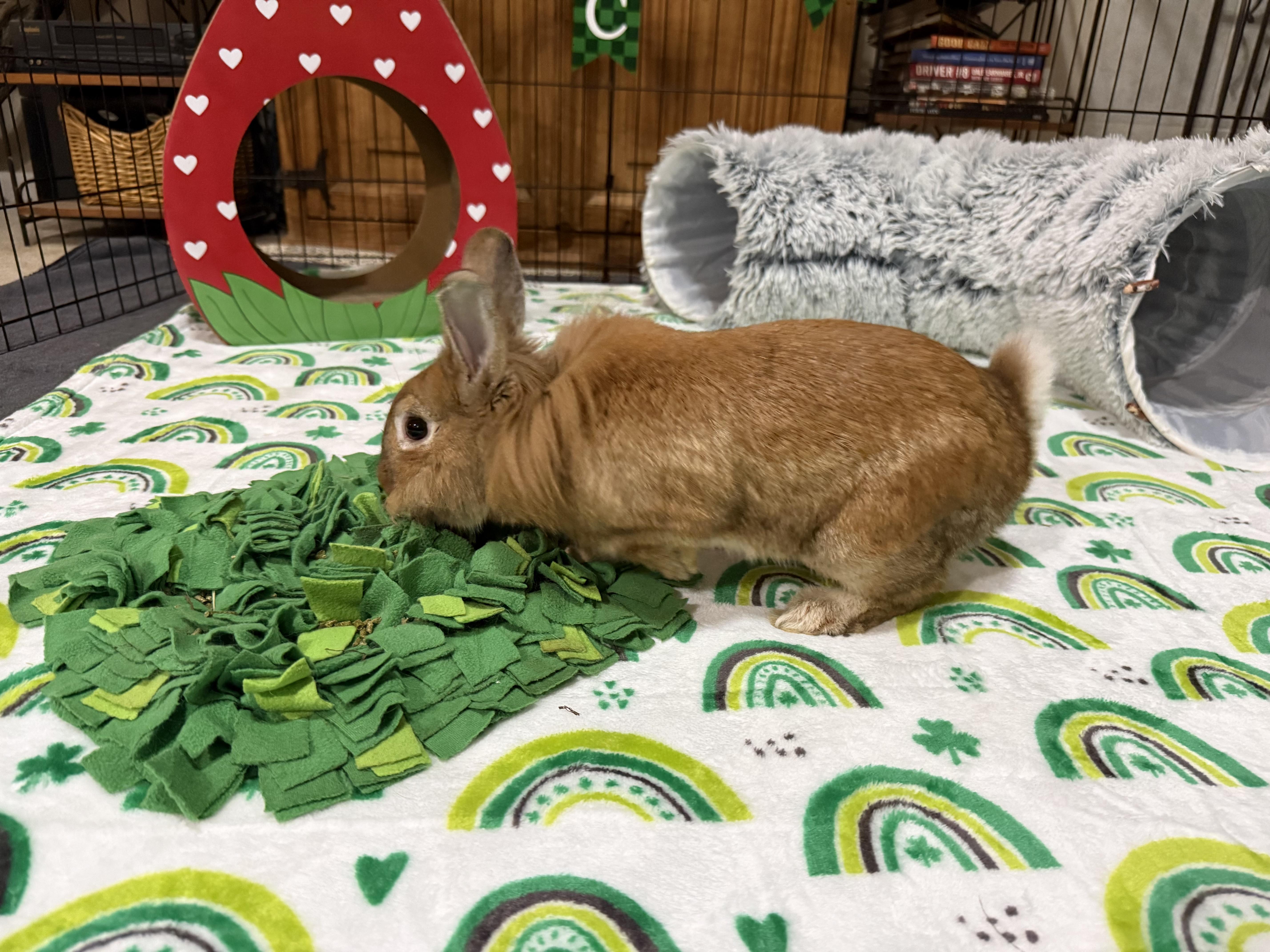 Conor, ADOPTABLE, Adult Male Lionhead.