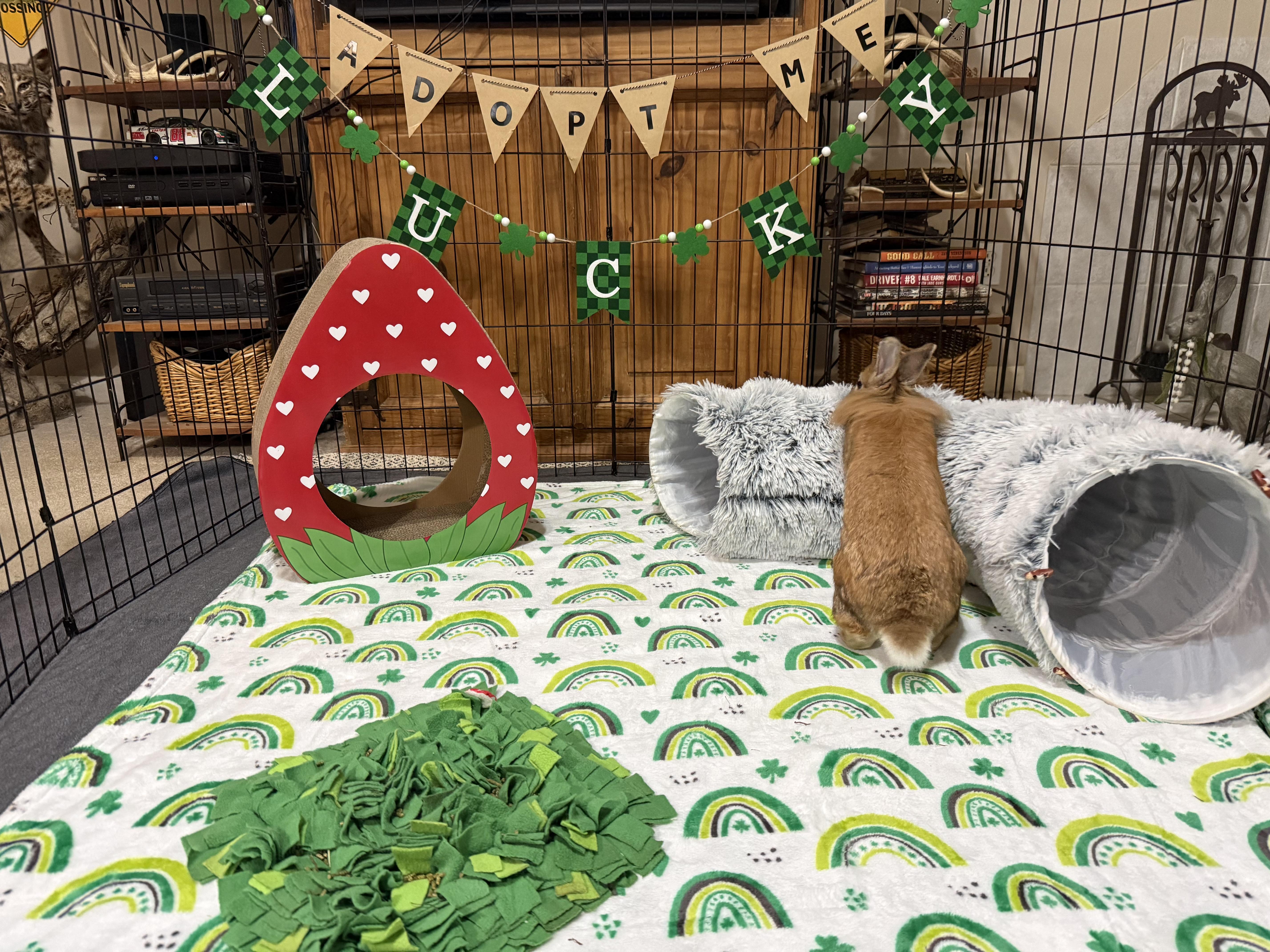 Enlarge Conor, a ADOPTABLE Lionhead in Little Rock, AR image 2/5