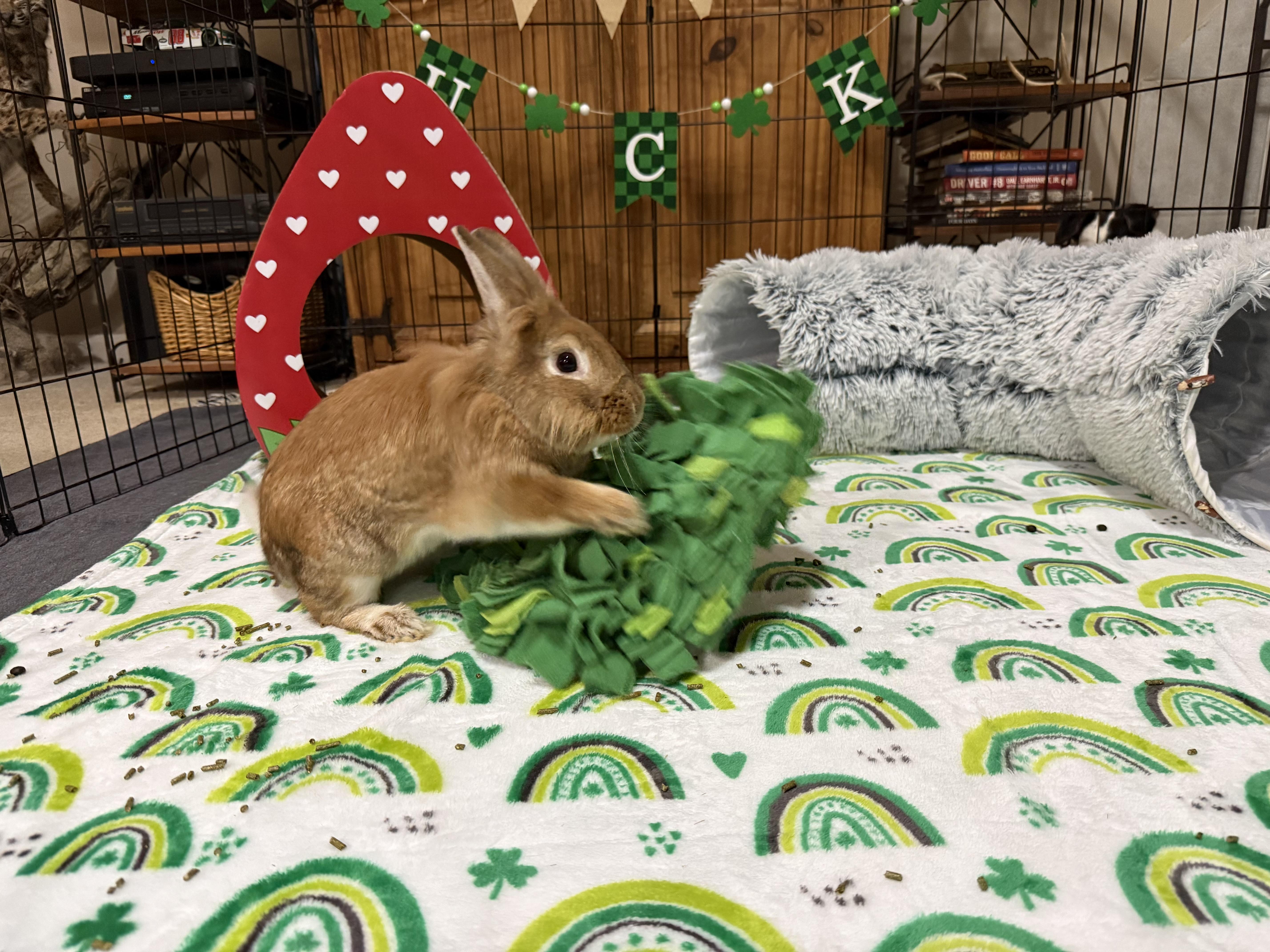 Enlarge Conor, a ADOPTABLE Lionhead in Little Rock, AR image 3/5