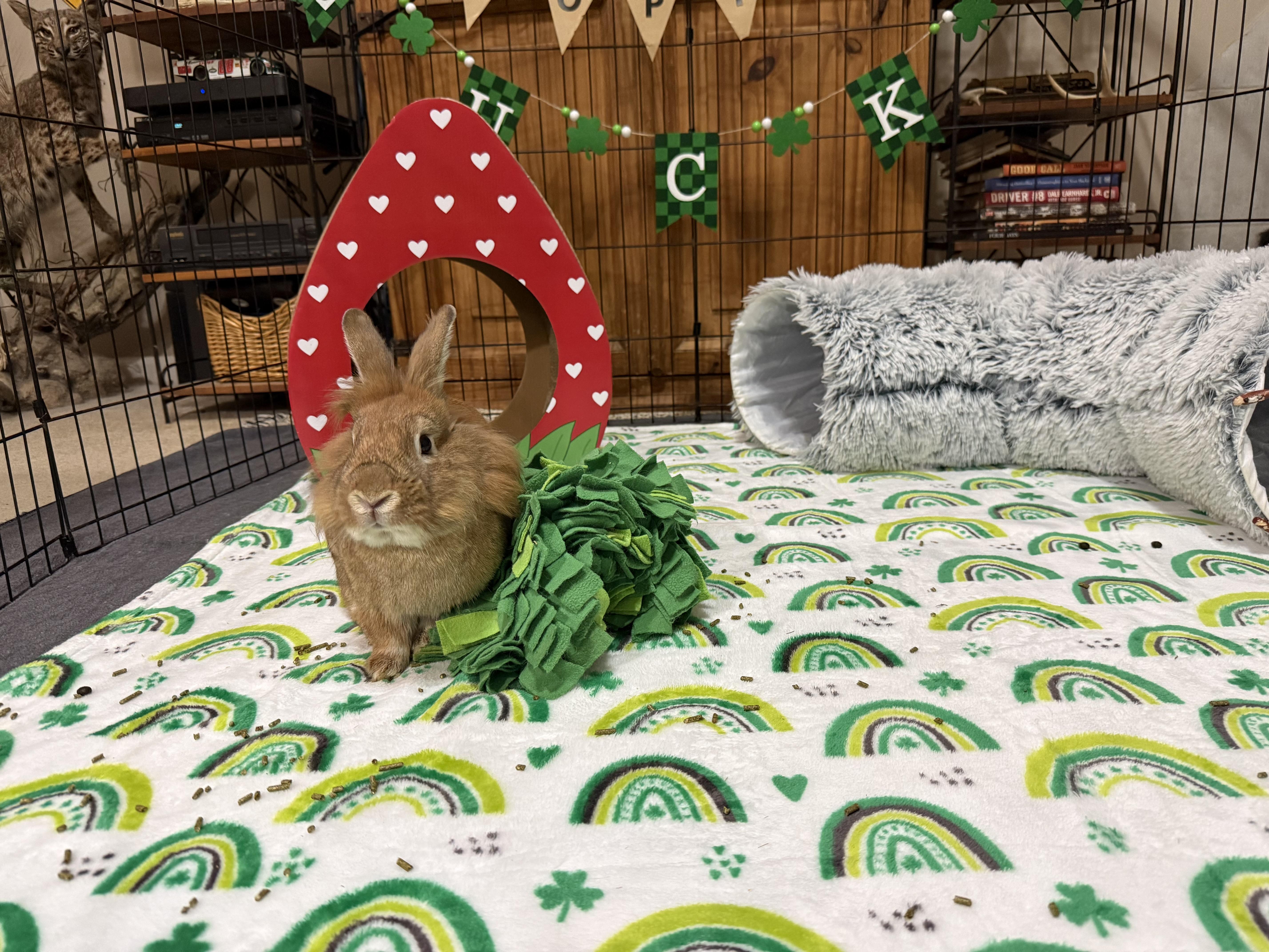 Enlarge Conor, a ADOPTABLE Lionhead in Little Rock, AR image 4/5