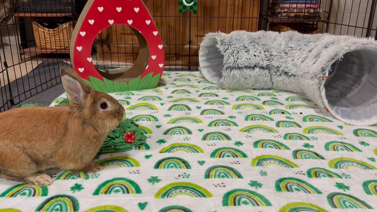 Enlarge Conor, a ADOPTABLE Lionhead in Little Rock, AR video 5/5
