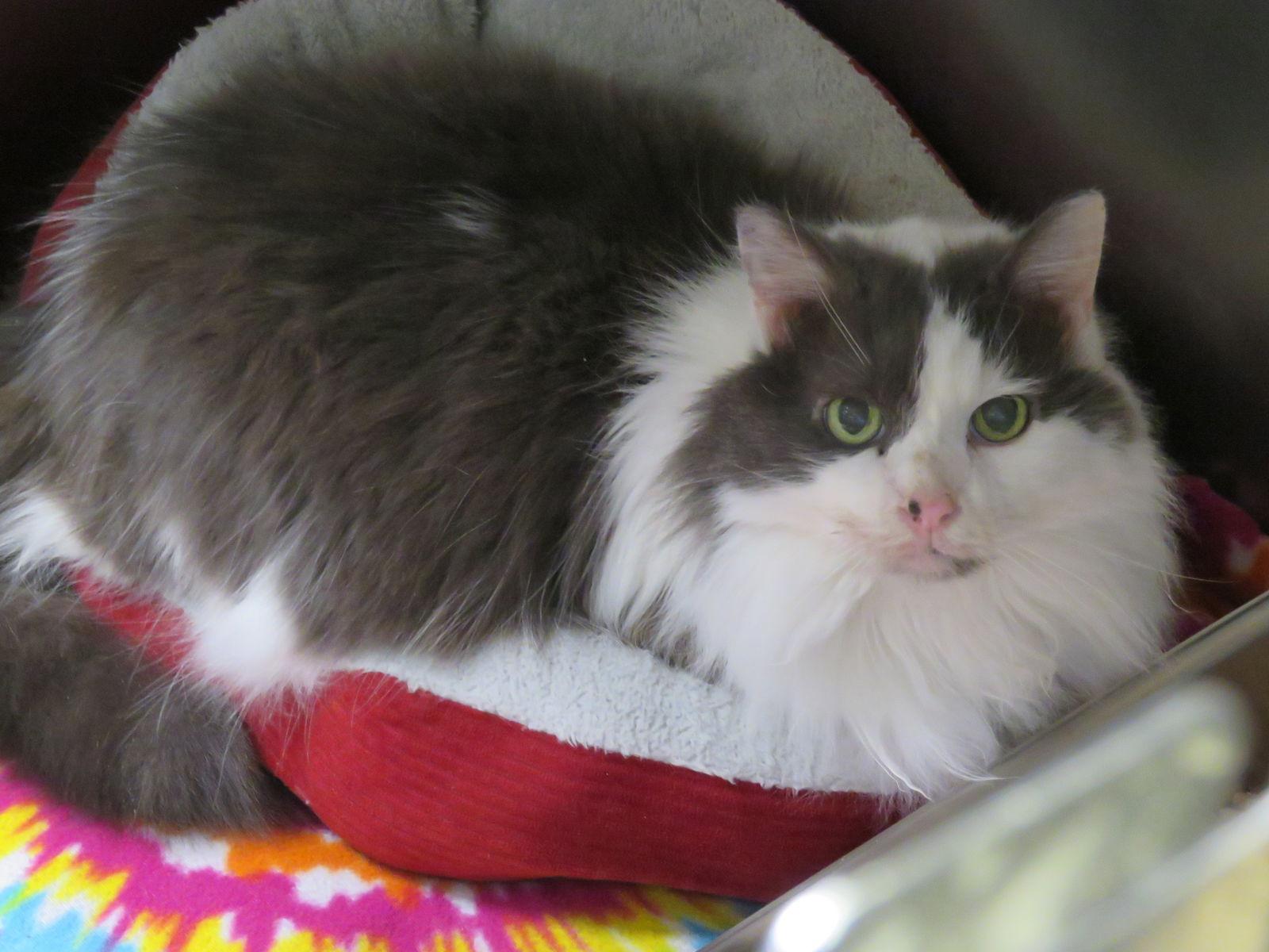 Mr. Kitty Cat *DECLAWED*