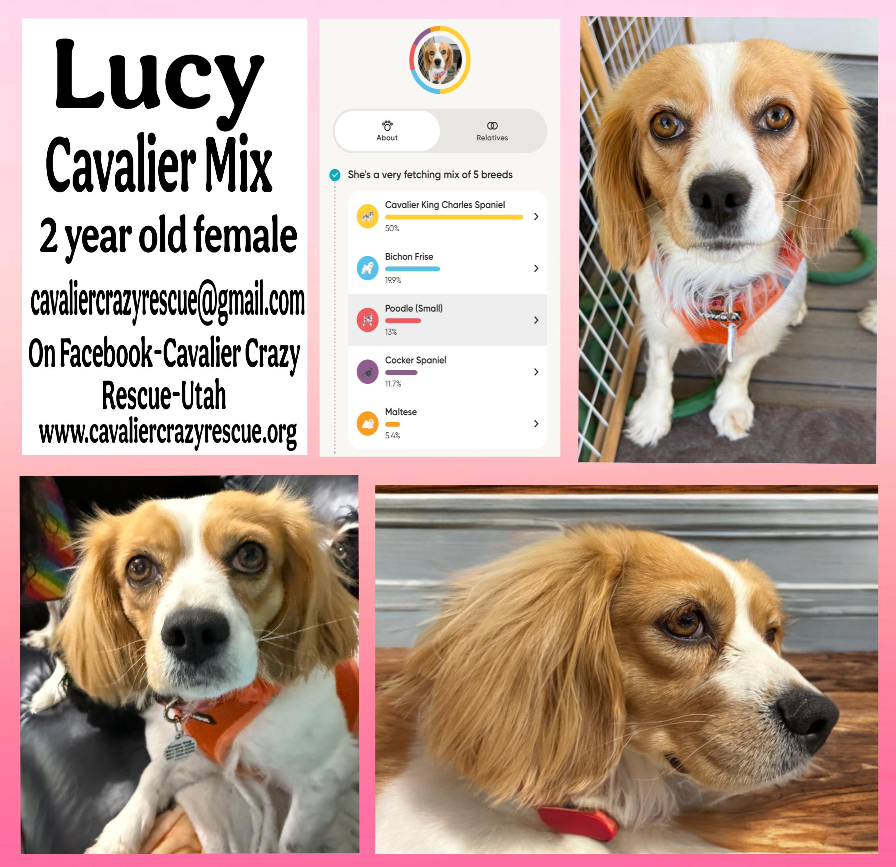 Enlarge Lucy, a Adopted mixed breed in Midvale, UT image 1/1