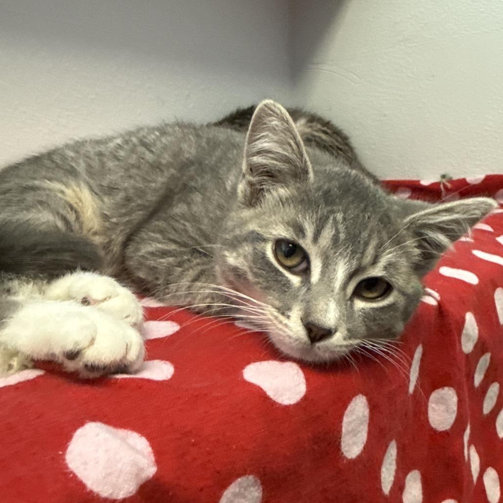 Enlarge Jadzia, a Adoptable Domestic Short Hair in Chaska, MN image 1/2