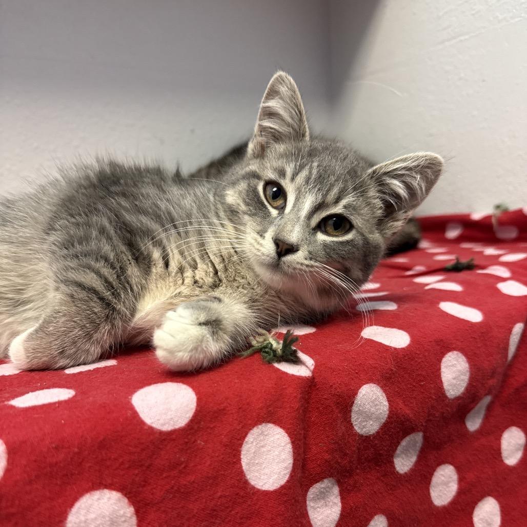 Enlarge Jadzia, a Adoptable Domestic Short Hair in Chaska, MN image 2/2