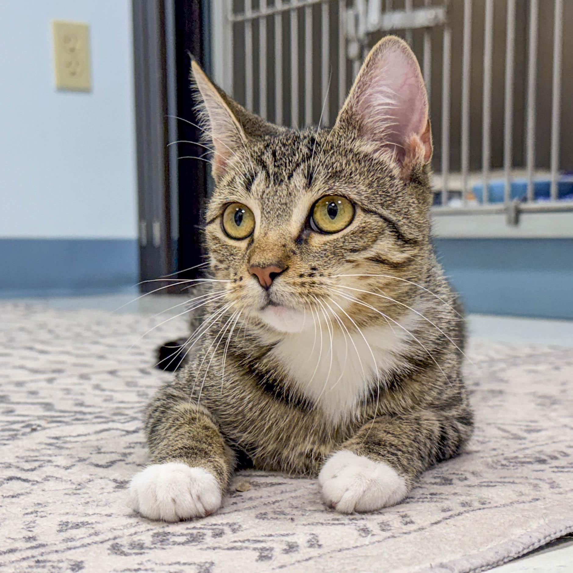 Dani, ADOPTABLE, Young Female Domestic Short Hair.