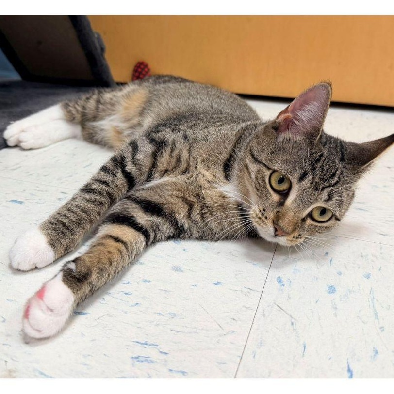 Enlarge Dani, a ADOPTABLE Domestic Short Hair in Stamford, CT image 2/3