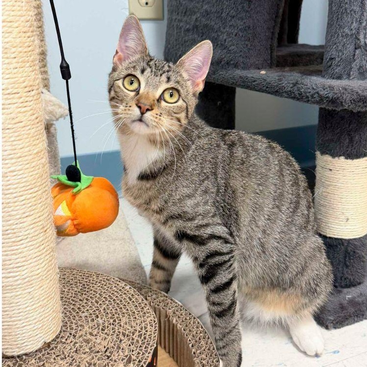 Enlarge Dani, a ADOPTABLE Domestic Short Hair in Stamford, CT image 3/3