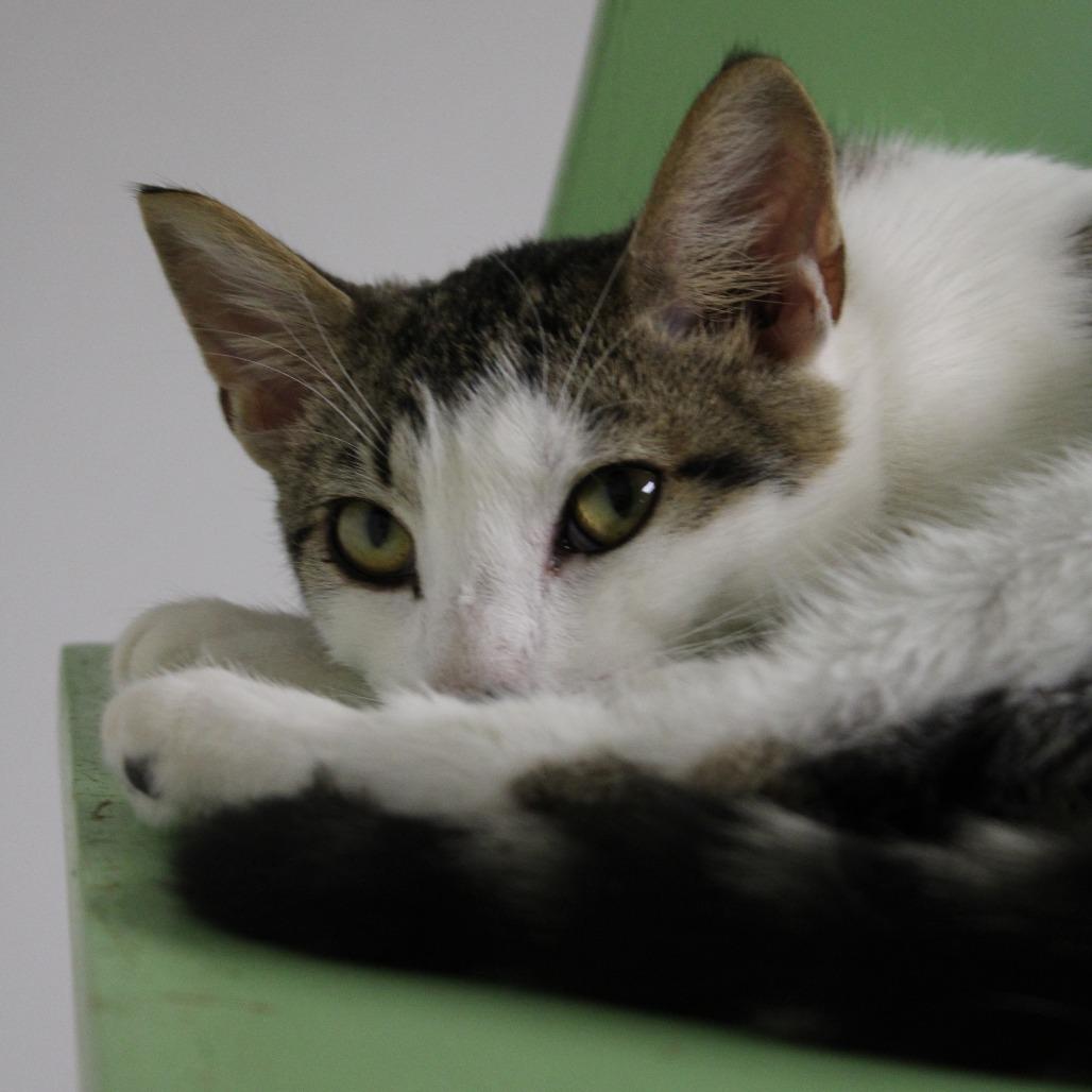 Enlarge Jr., a Adoptable Domestic Short Hair in Uniontown, PA image 1/5