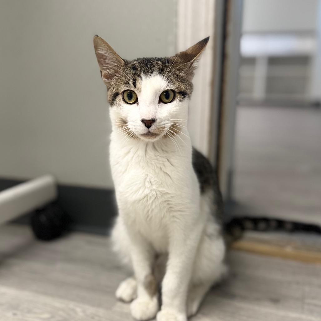 Enlarge Jr., a Adoptable Domestic Short Hair in Uniontown, PA image 2/5