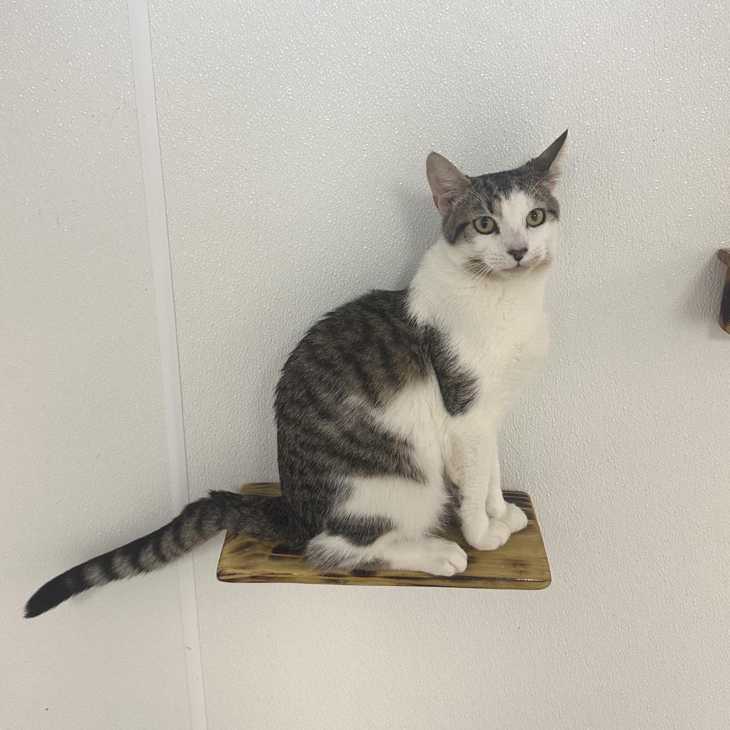 Enlarge Jr., a Adoptable Domestic Short Hair in Uniontown, PA image 3/5