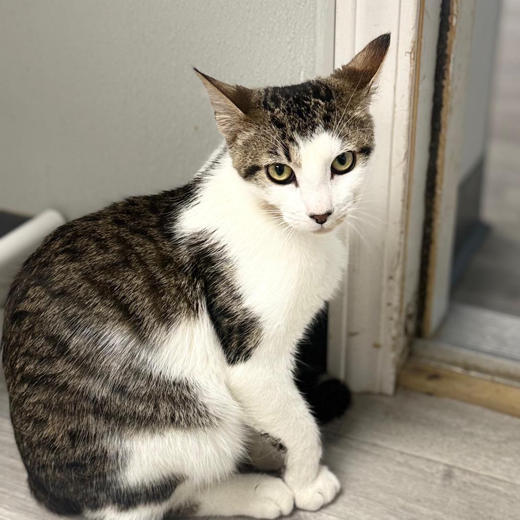 Enlarge Jr., a Adoptable Domestic Short Hair in Uniontown, PA image 5/5