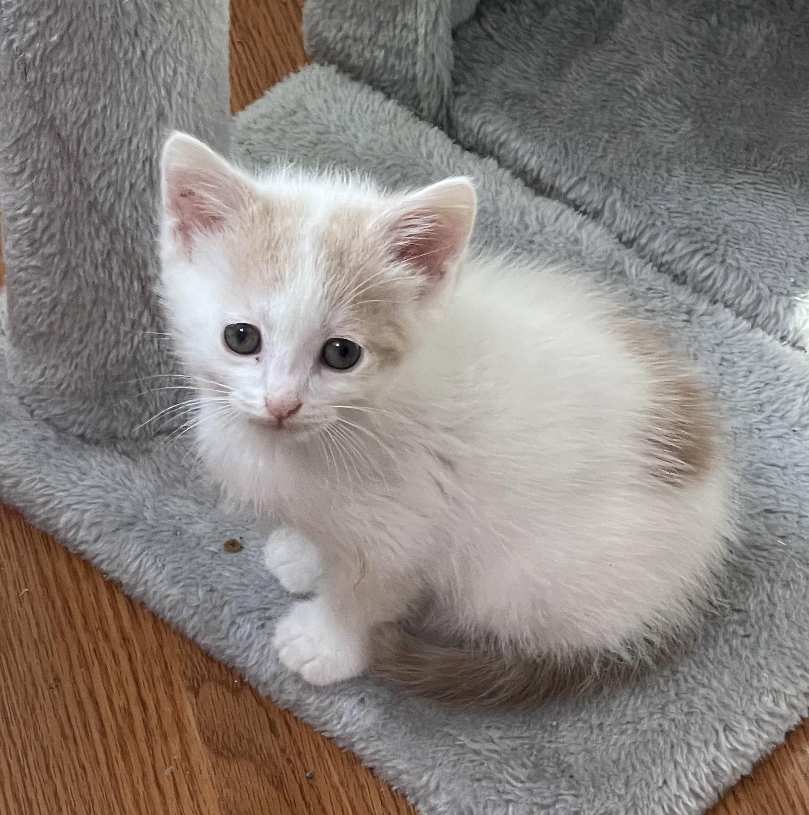 Thomas, Adopted, Kitten Male Domestic Short Hair.