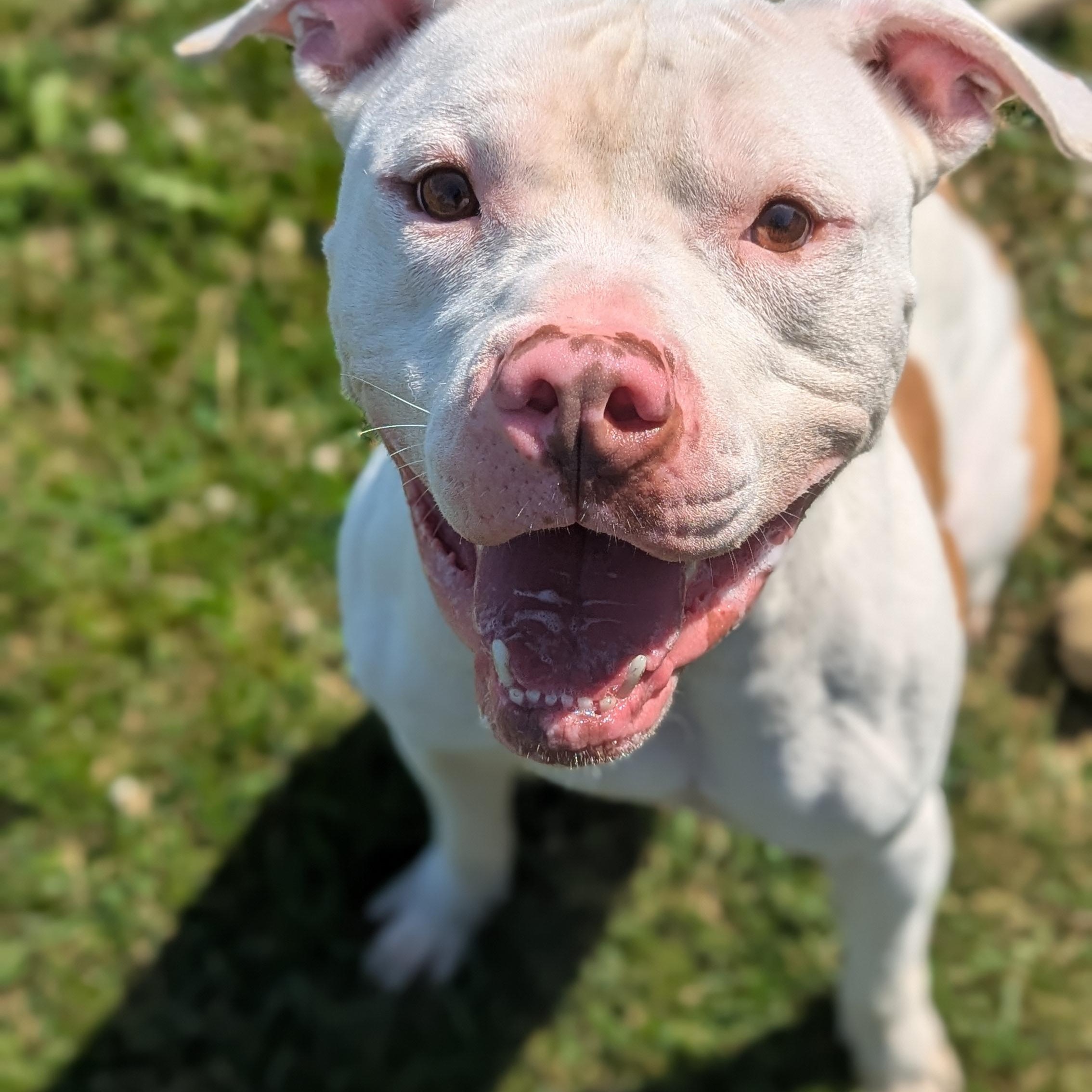 Nimbus
