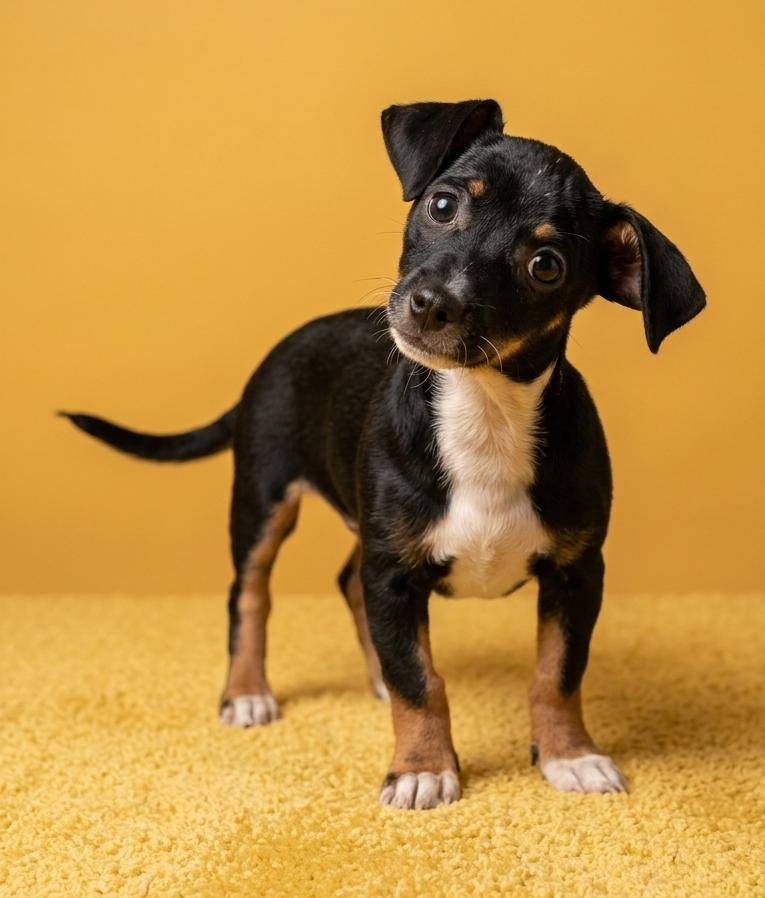 Enlarge Zeus 6985, an adopted mixed breed in Boca Raton, FL image 1/1