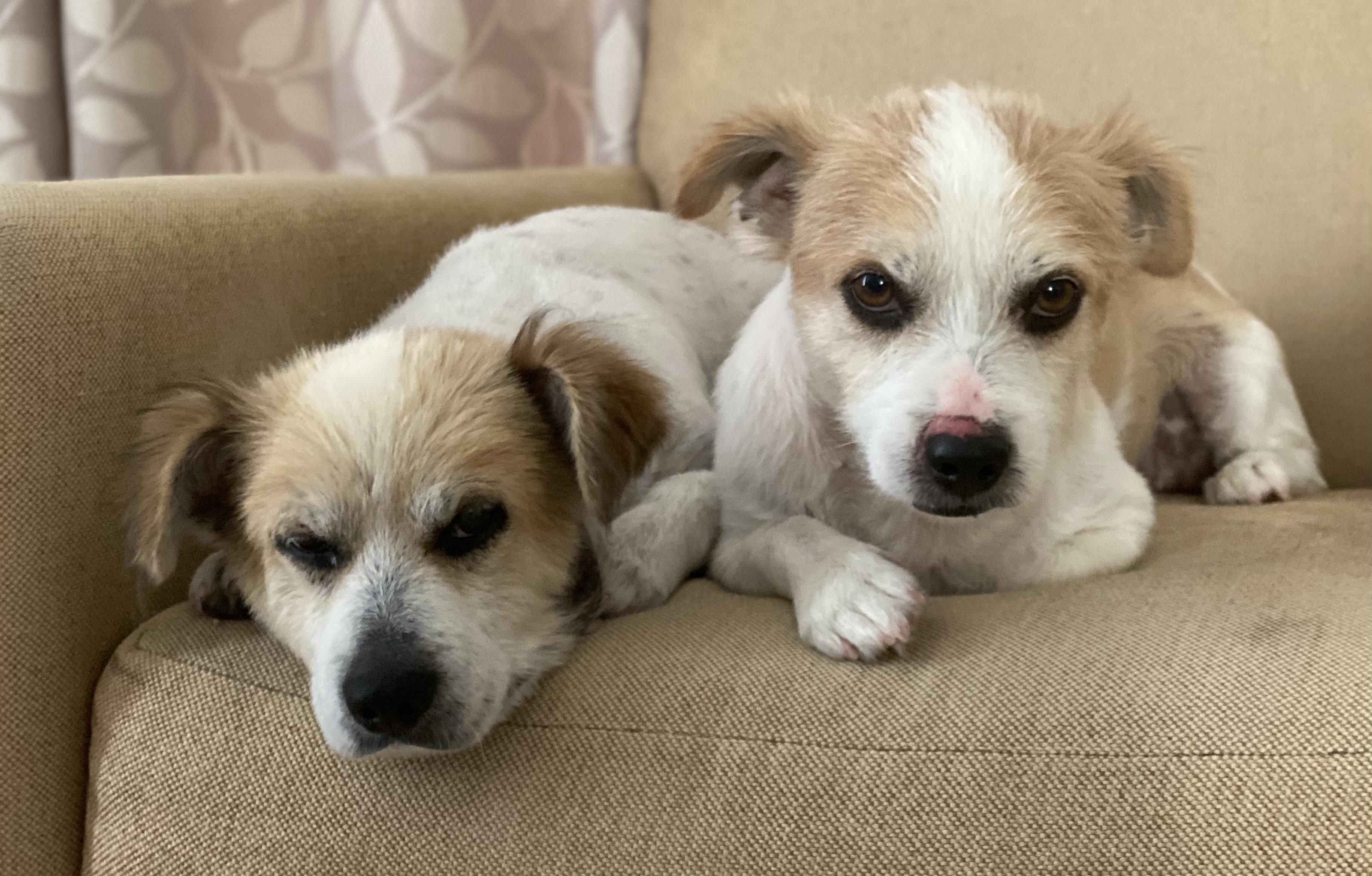 Enlarge Elvis & Presley, a Adoptable mixed breed in Spring, TX image 3/6