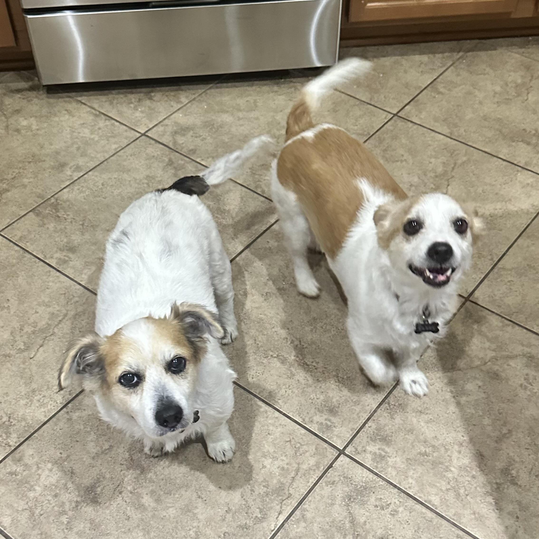 Enlarge Elvis & Presley, a Adoptable mixed breed in Spring, TX image 1/5