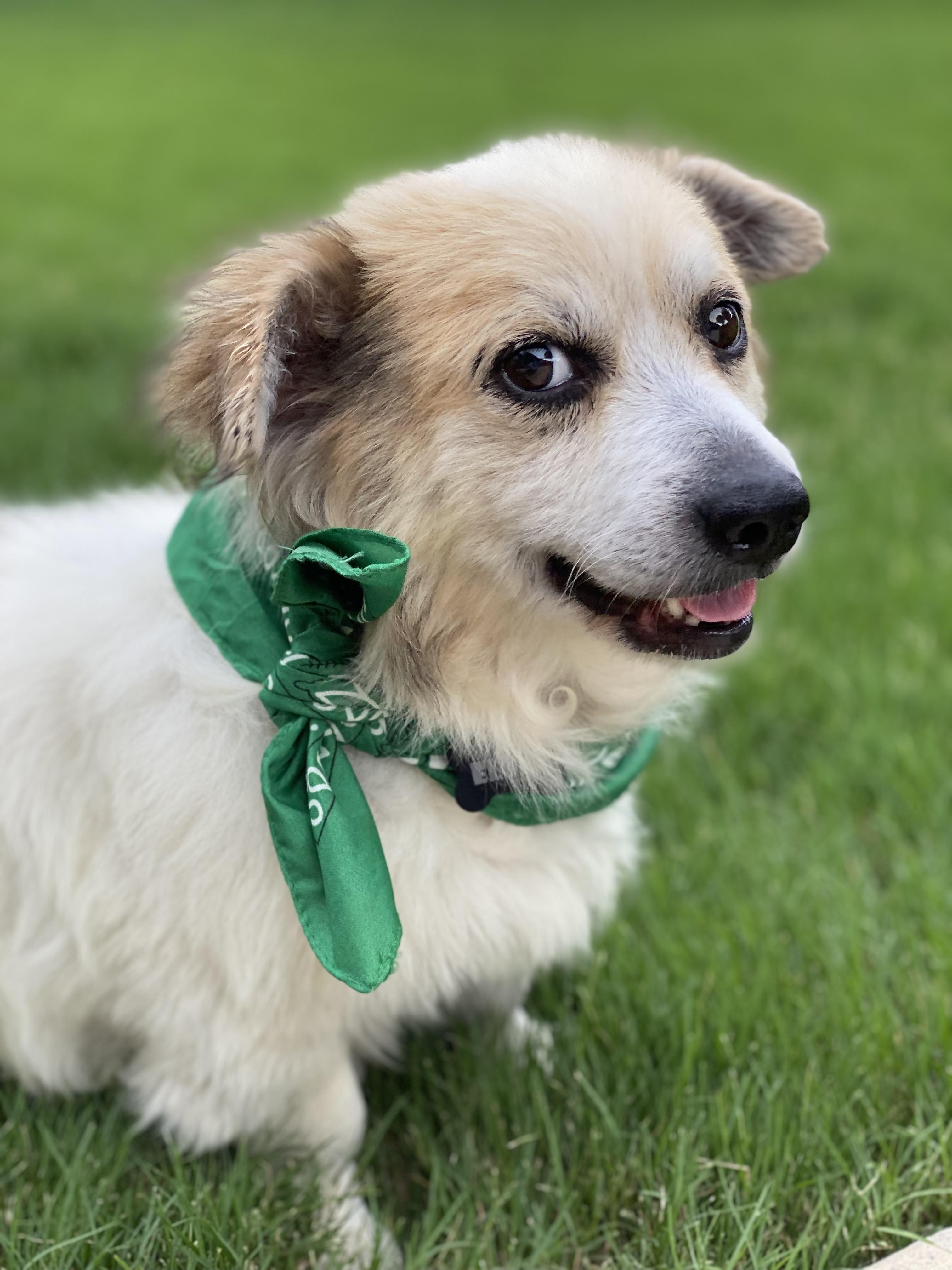 Enlarge Elvis & Presley, a Adoptable mixed breed in Spring, TX image 2/6