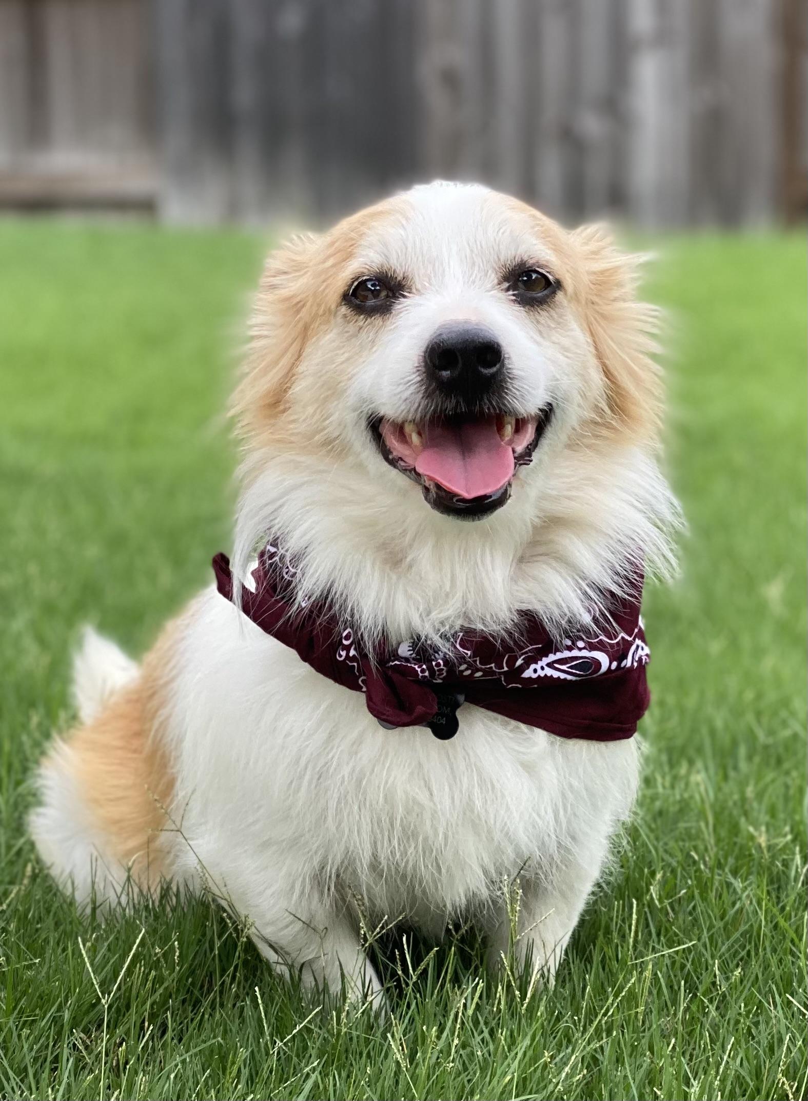 Enlarge Elvis & Presley, a Adoptable mixed breed in Spring, TX image 4/6