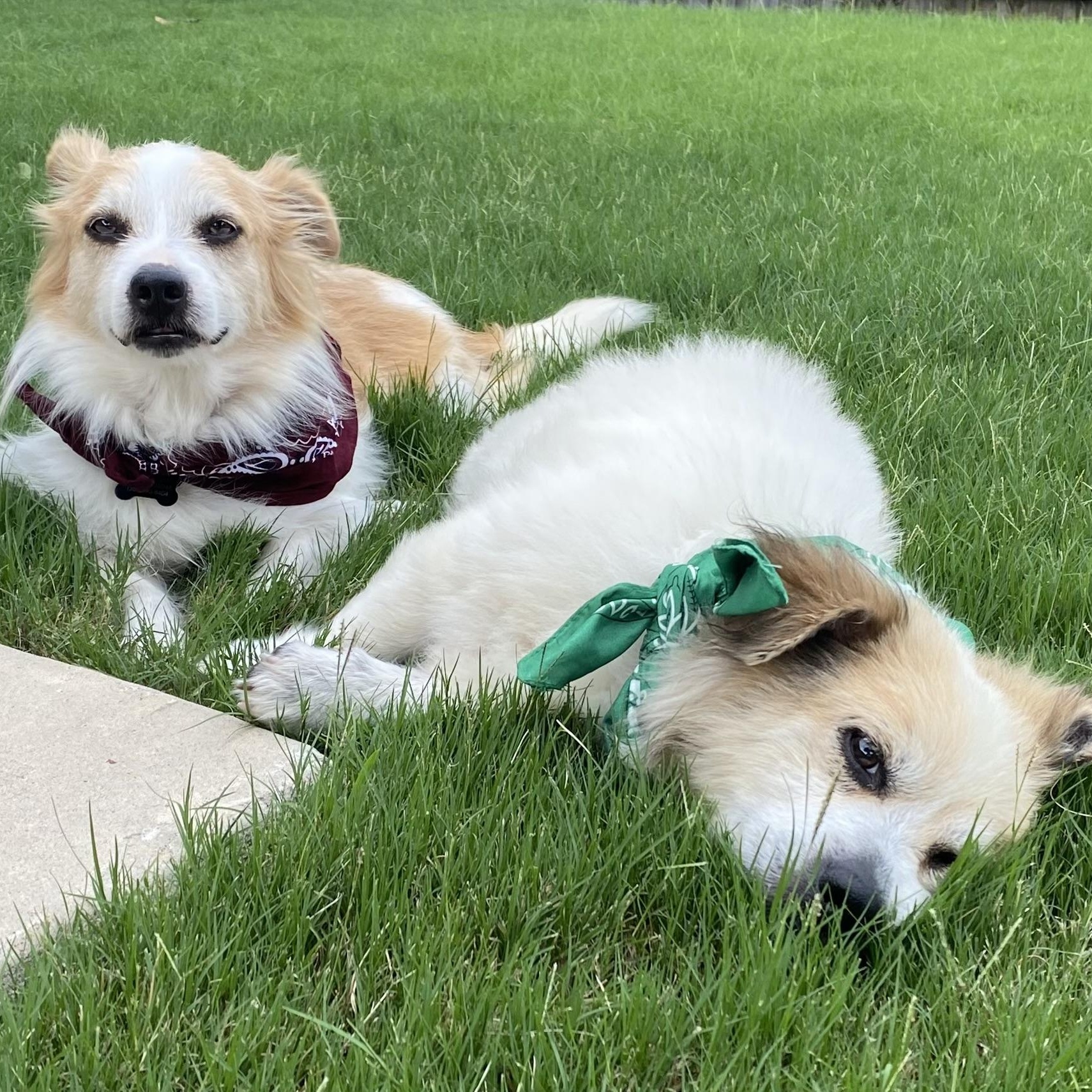 Enlarge Elvis & Presley, a Adoptable mixed breed in Spring, TX image 2/5