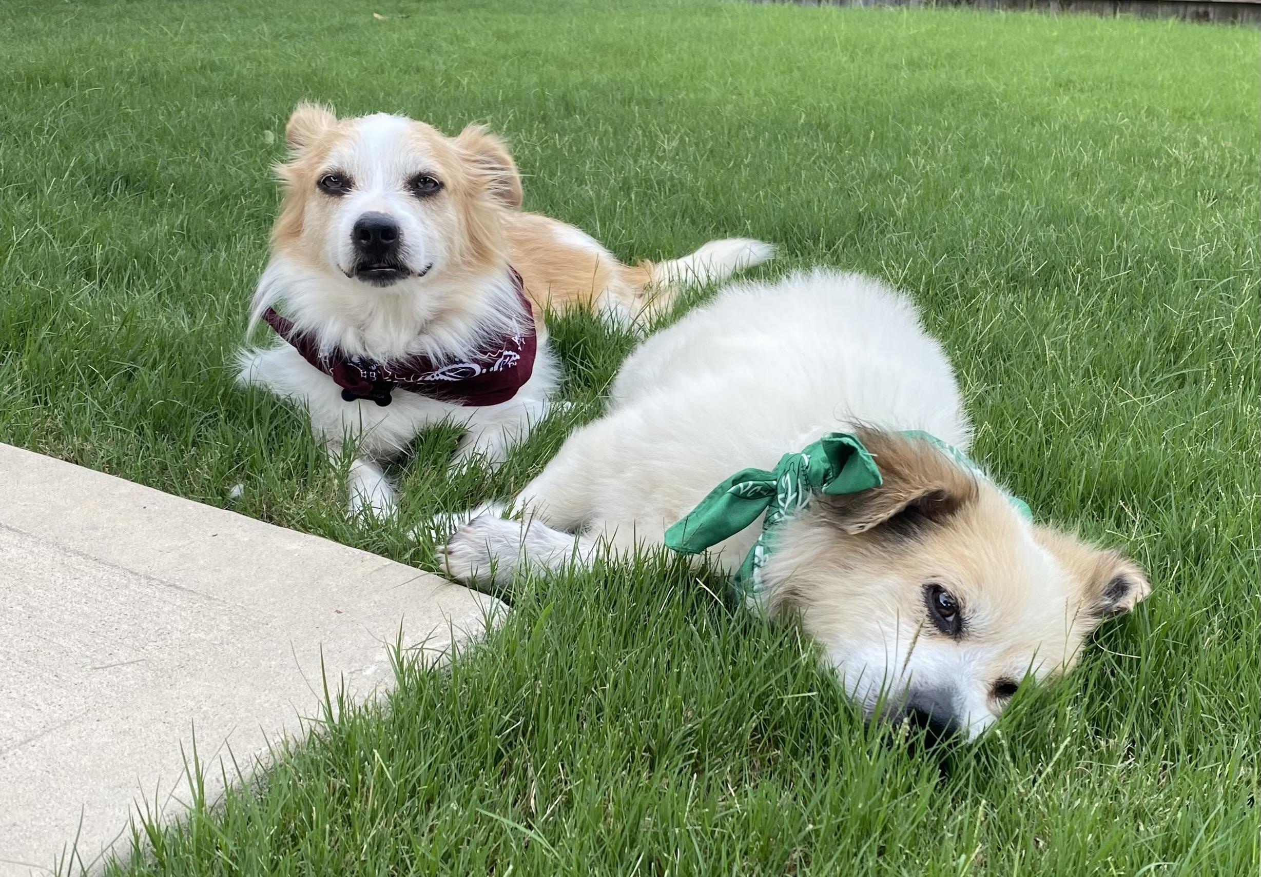Enlarge Elvis & Presley, a Adoptable mixed breed in Spring, TX image 5/6