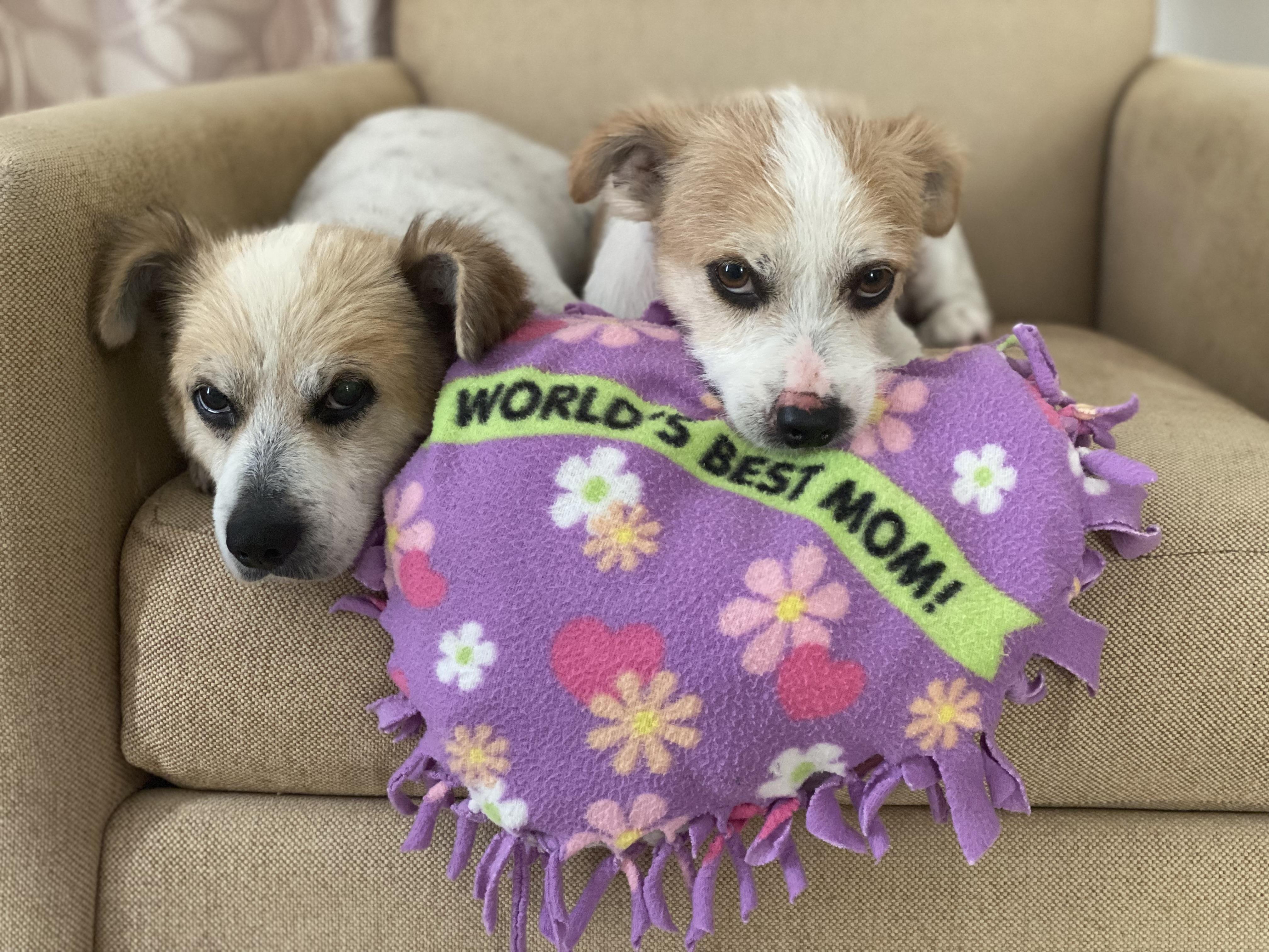 Enlarge Elvis & Presley, a Adoptable mixed breed in Spring, TX image 6/6