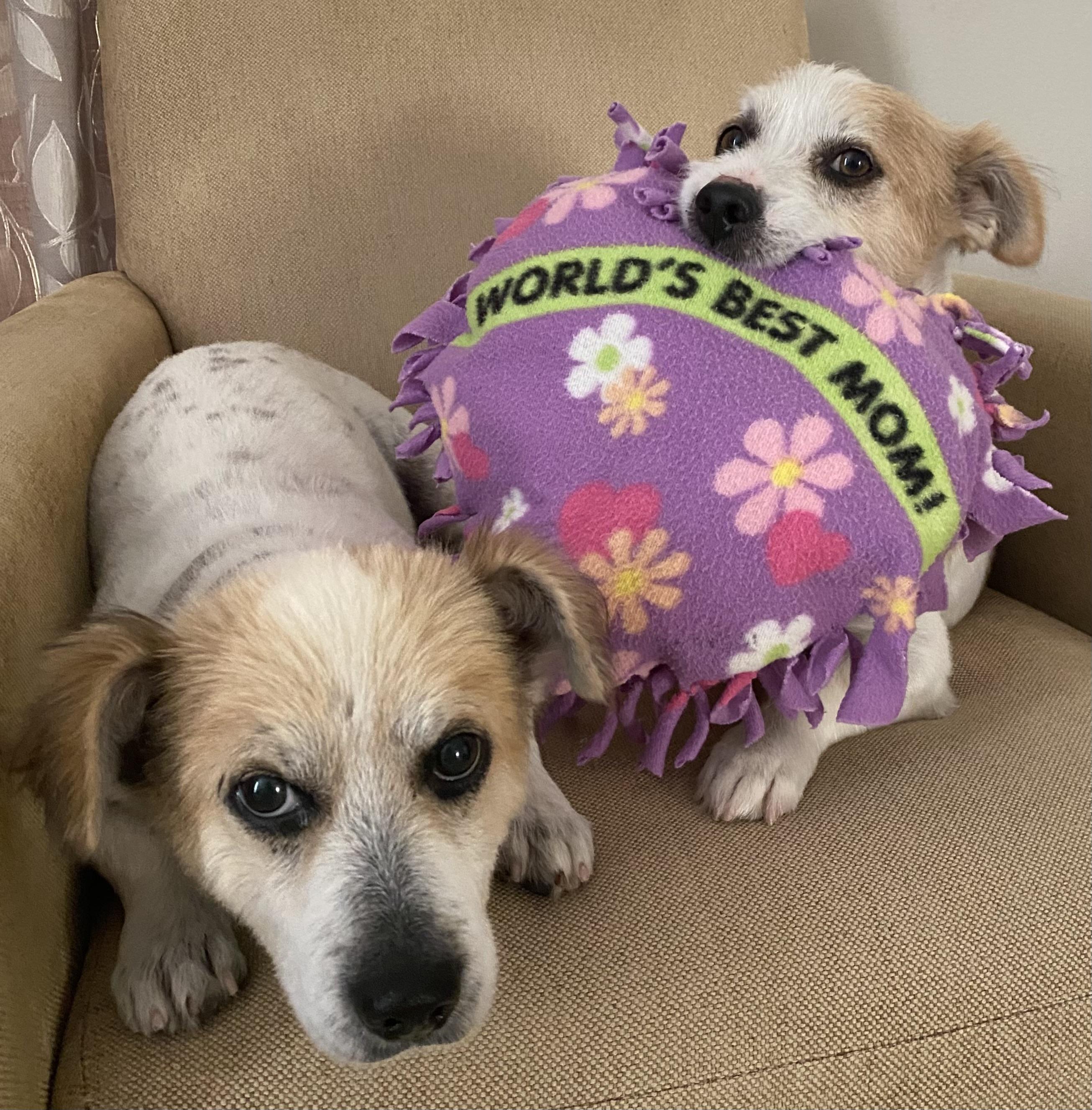 Enlarge Elvis & Presley, a Adoptable mixed breed in Spring, TX image 1/6