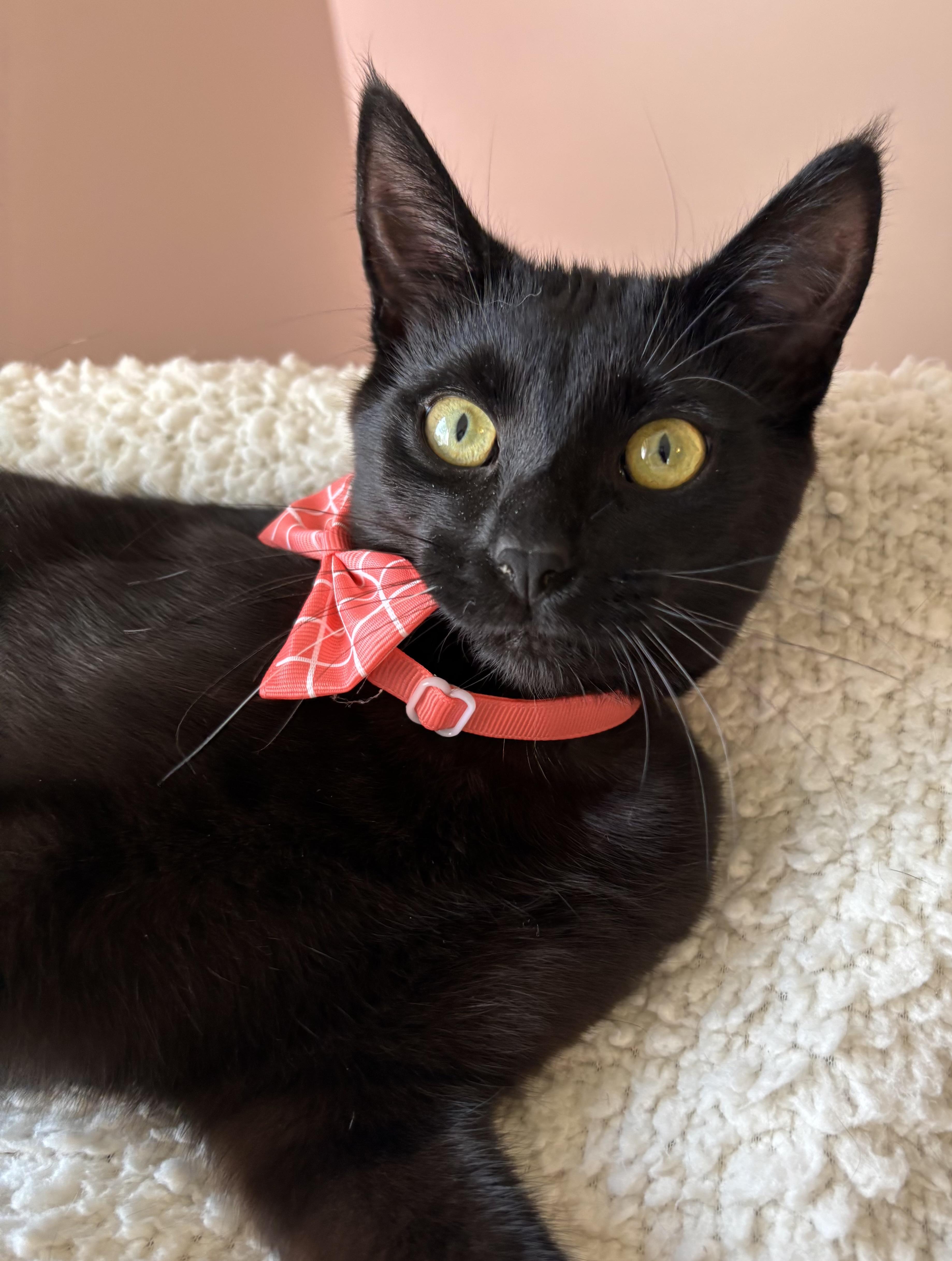 Jelly Bean (bobtail), a Adoptable Domestic Short Hair in Orient, OH image 4/5