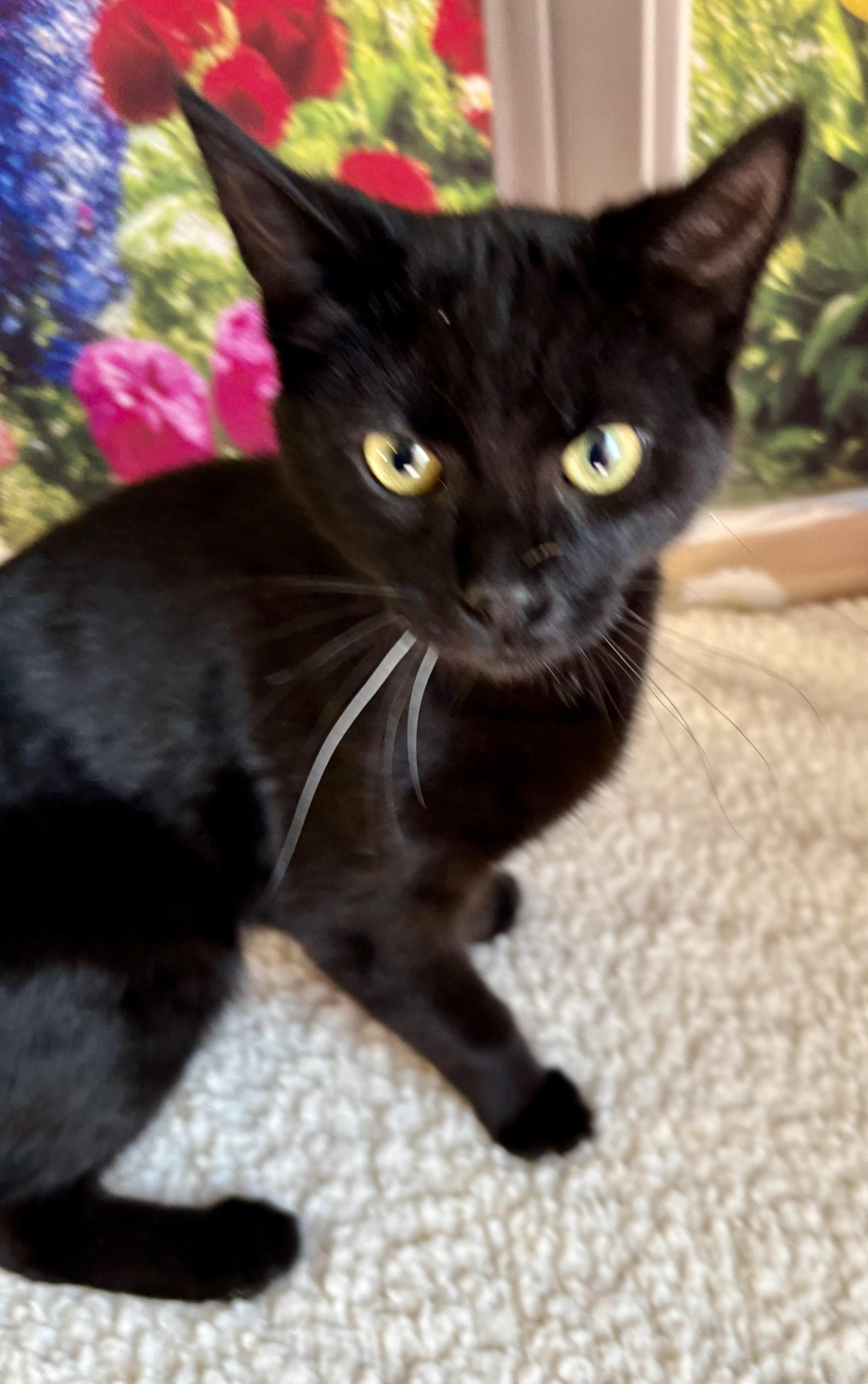 Enlarge Jelly Bean, a Adoptable Domestic Short Hair in Orient, OH image 3/4