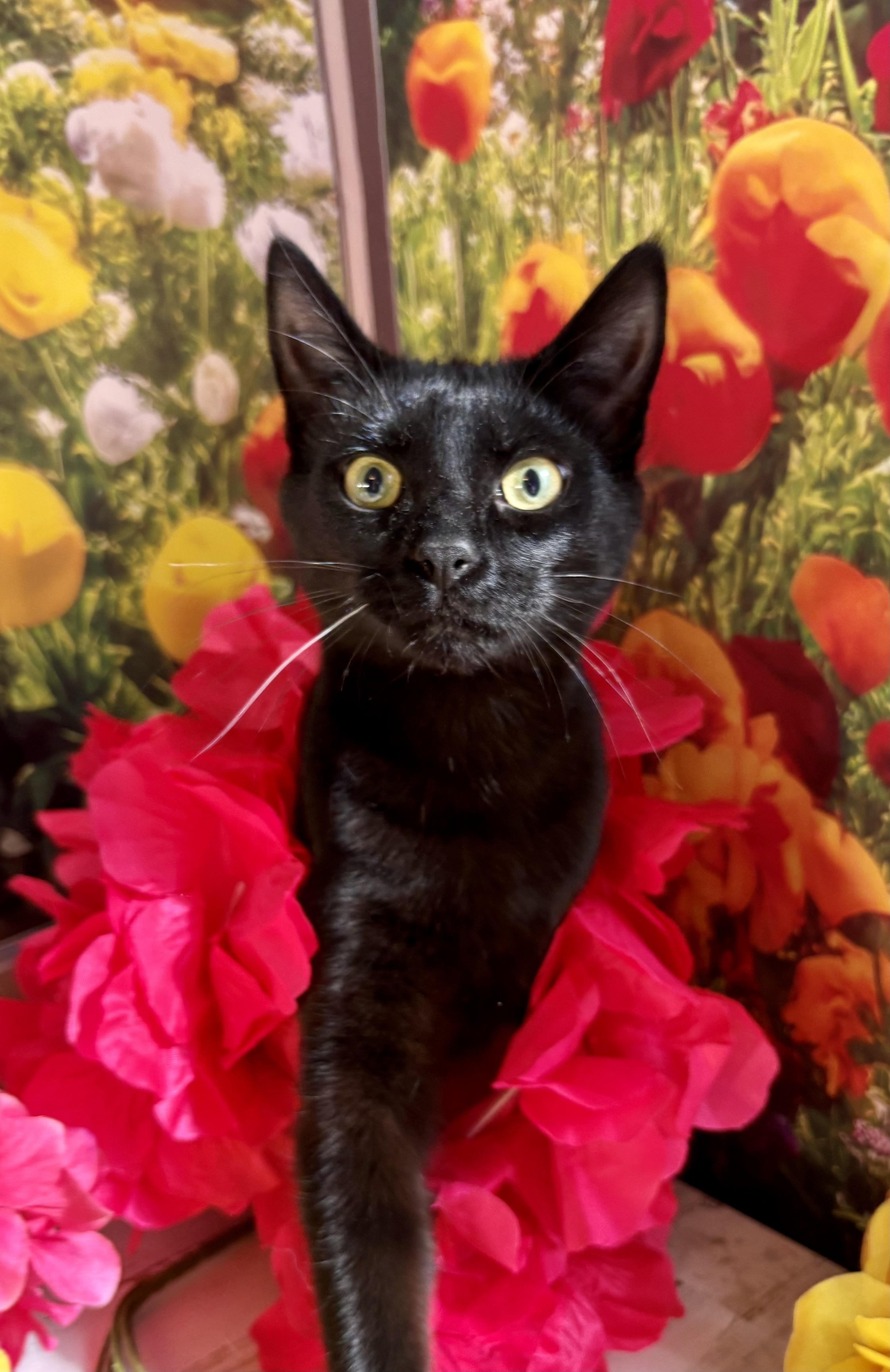 Jelly Bean (bobtail), a Adoptable Domestic Short Hair in Orient, OH image 3/6