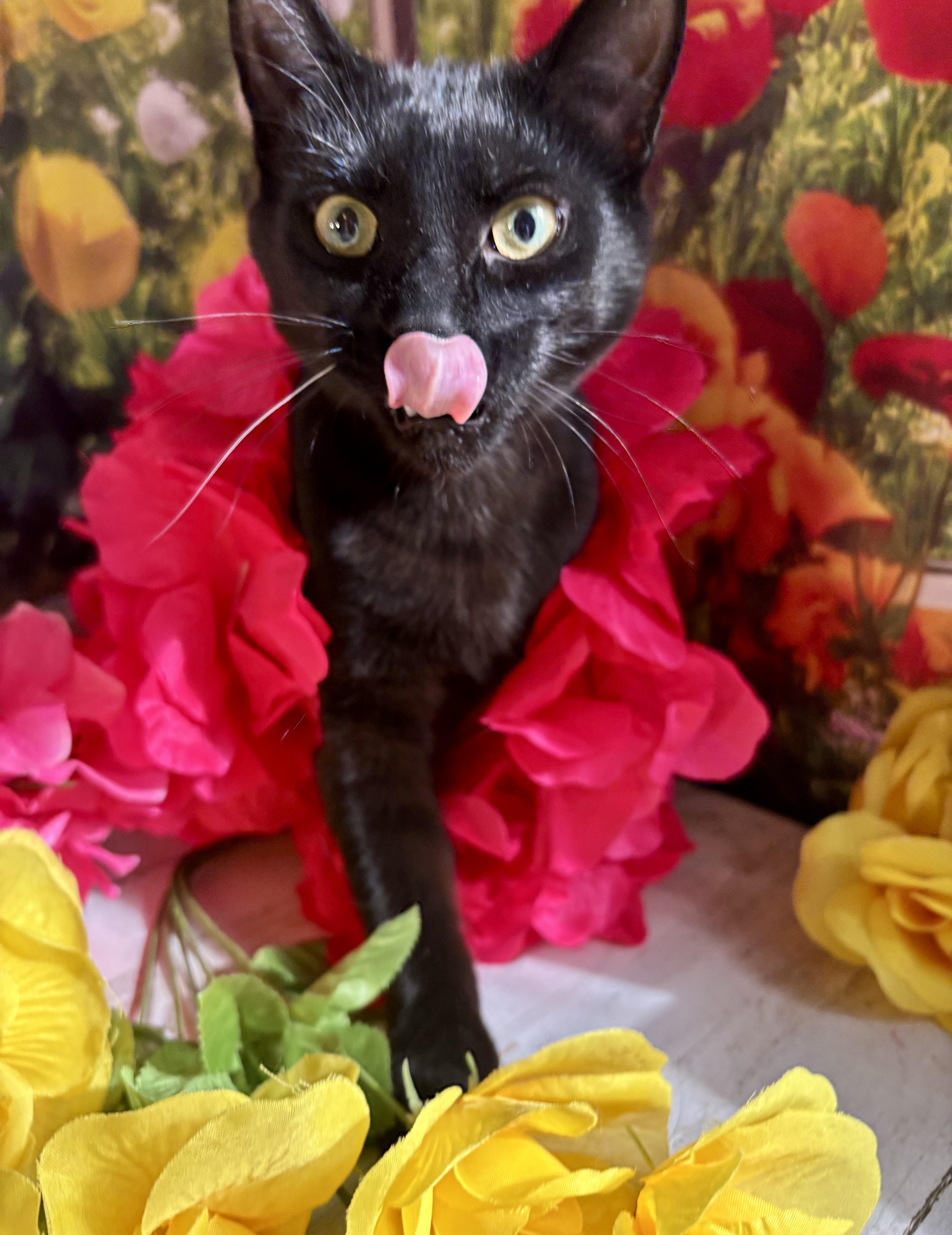 Jelly Bean (bobtail), a Adoptable Domestic Short Hair in Orient, OH image 1/6